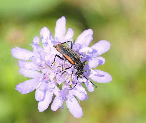 Réf. 285 376 : Anastrangalia dubia